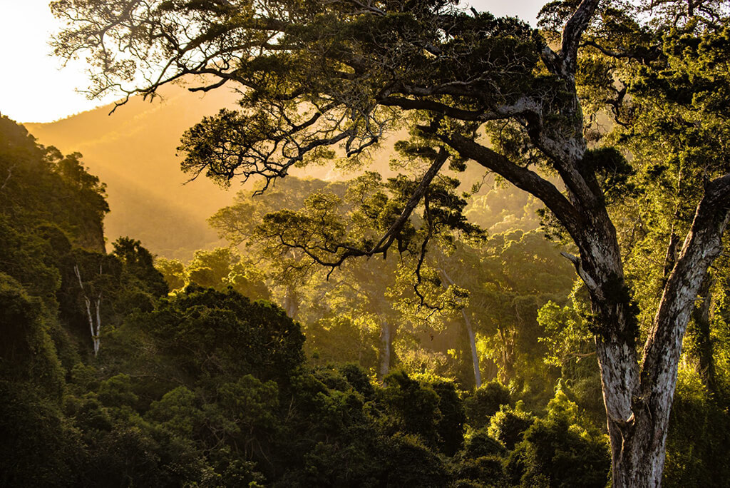 Canopy